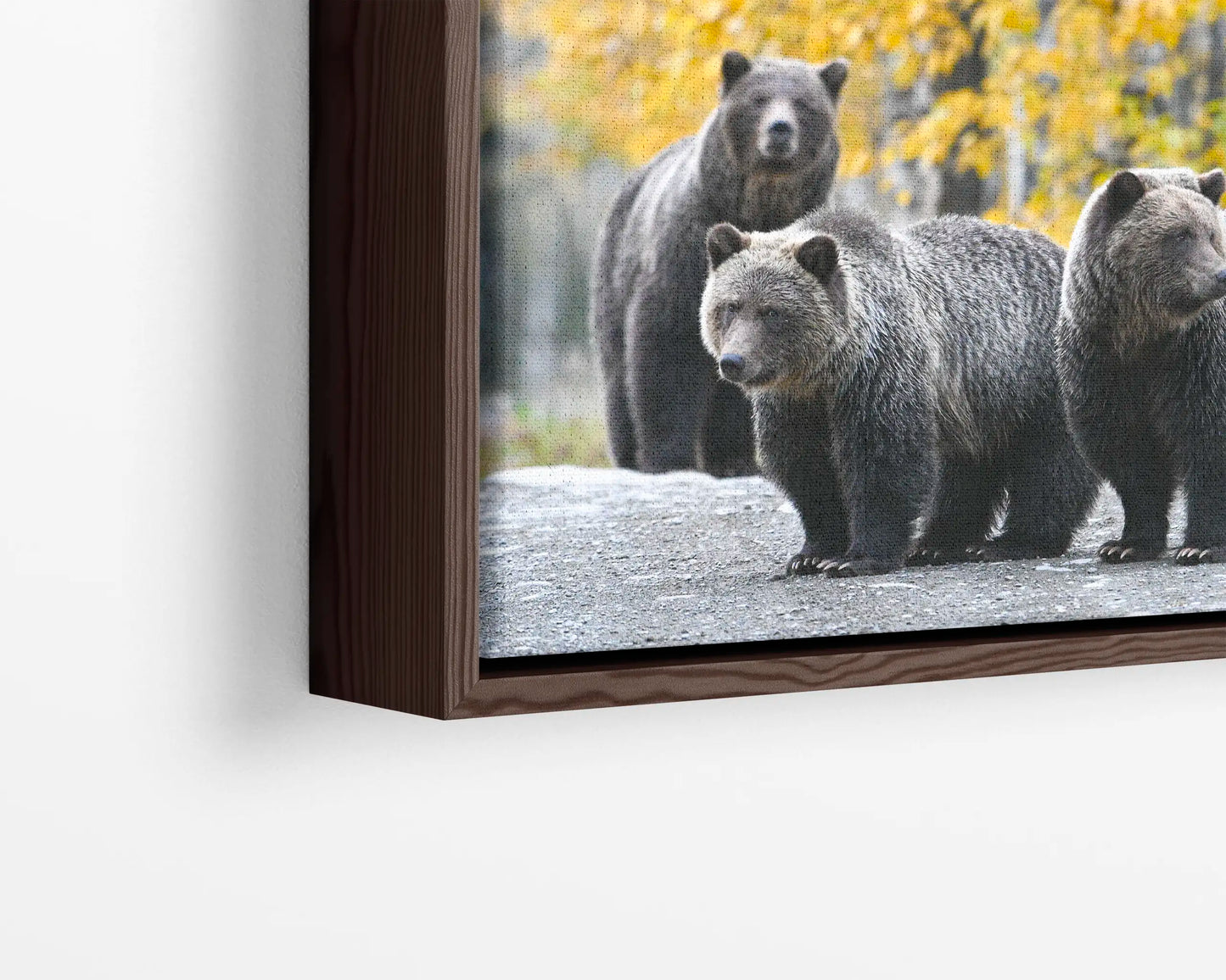Millenial Bears