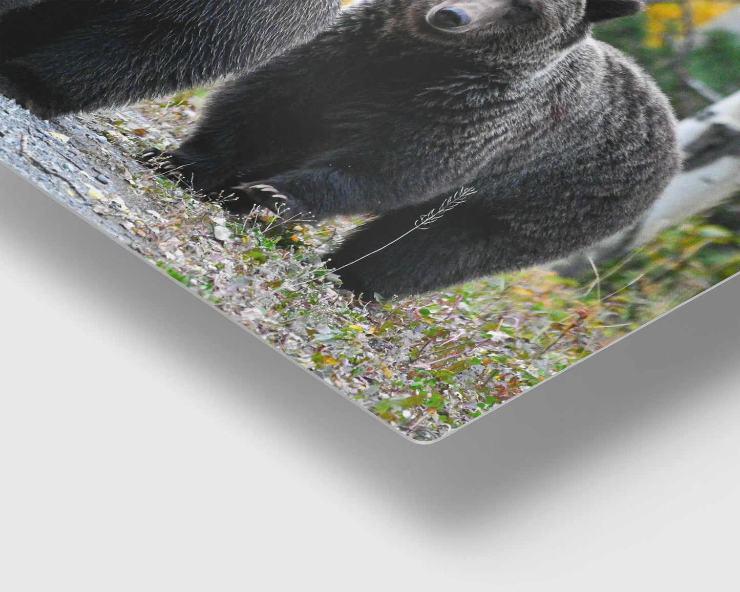 Millenial Bears