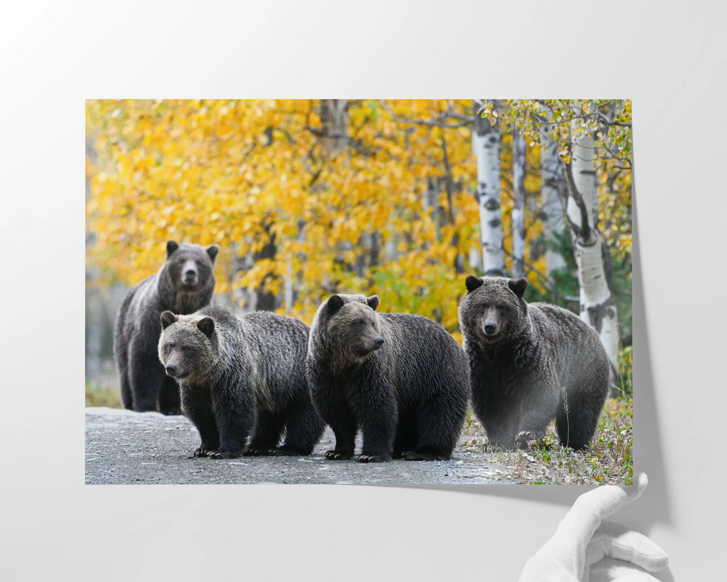Millenial Bears