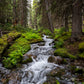 Mossy Rocks