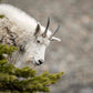 Mountain Goat Gaze