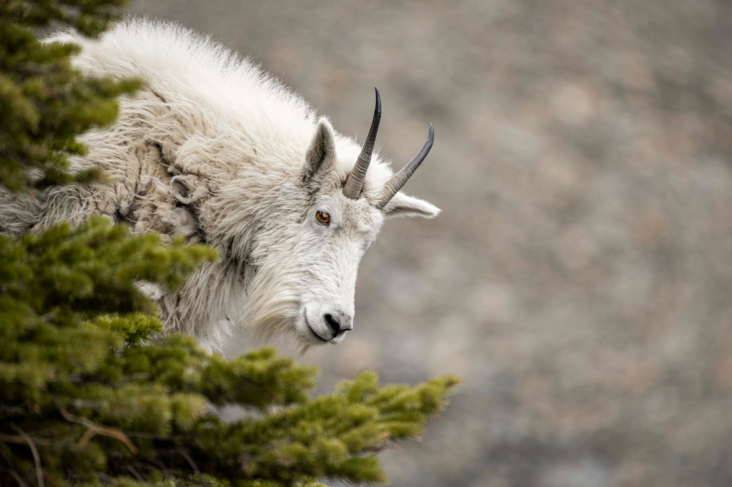 Mountain Goat Gaze