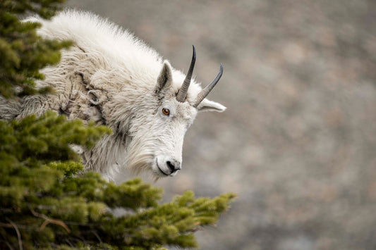 Mountain Goat Gaze