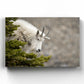 Mountain Goat Gaze