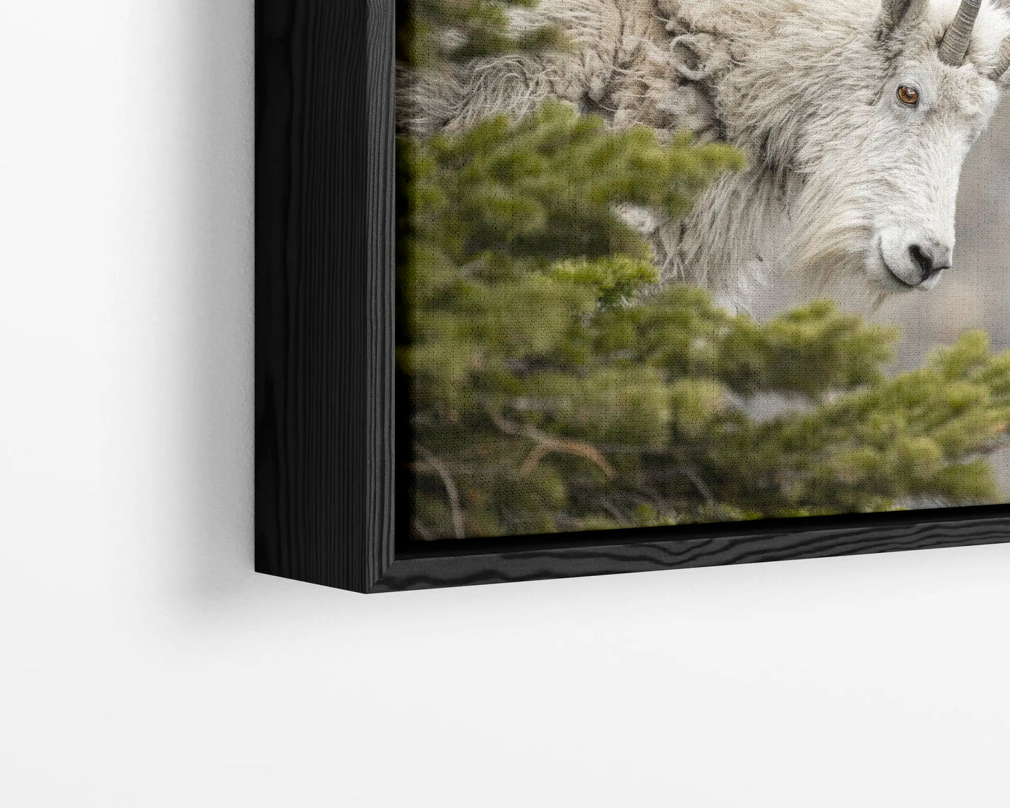 Mountain Goat Gaze