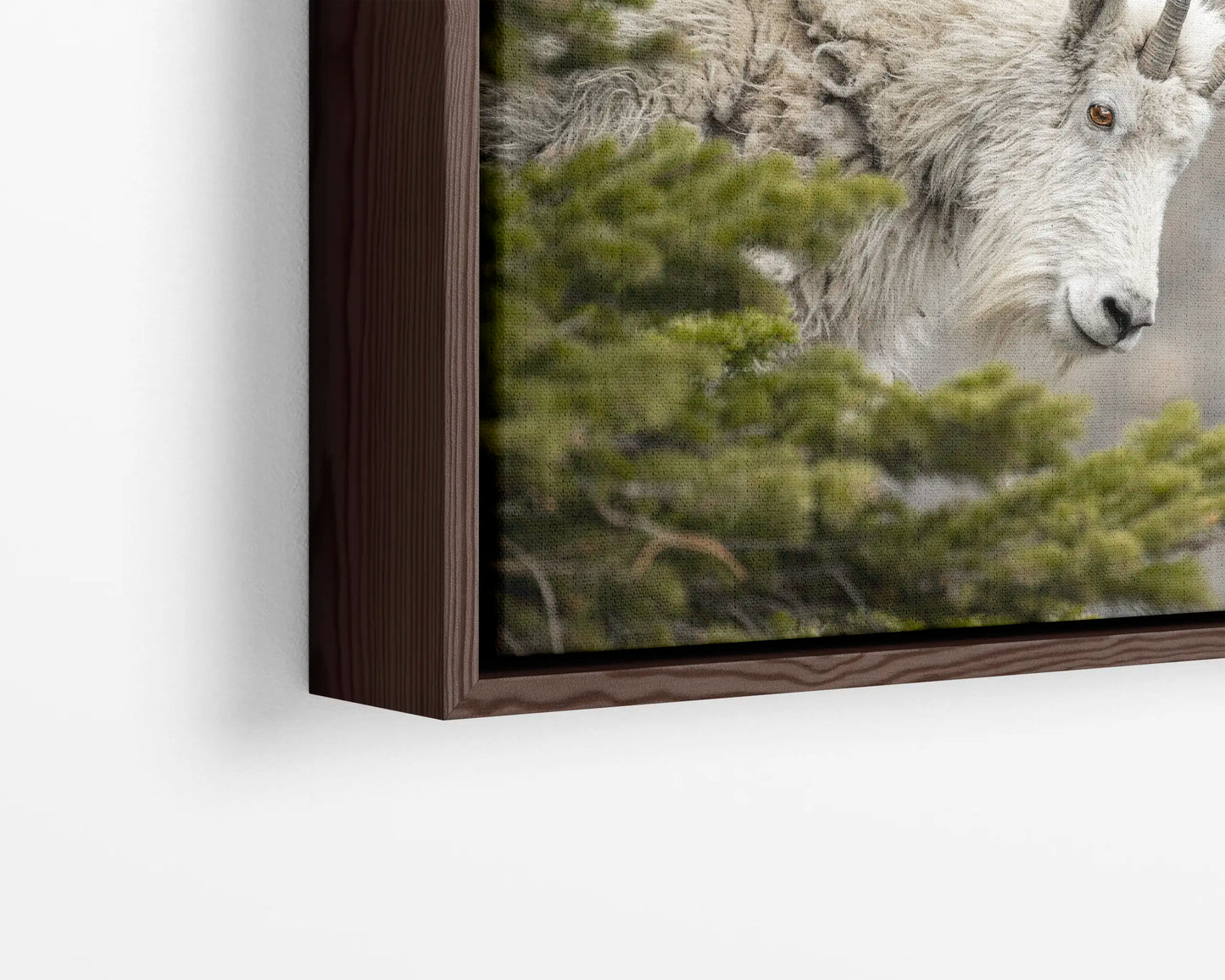 Mountain Goat Gaze