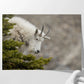 Mountain Goat Gaze