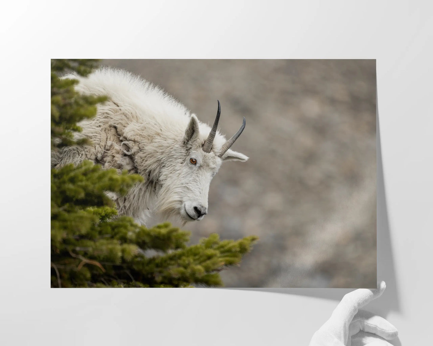 Mountain Goat Gaze