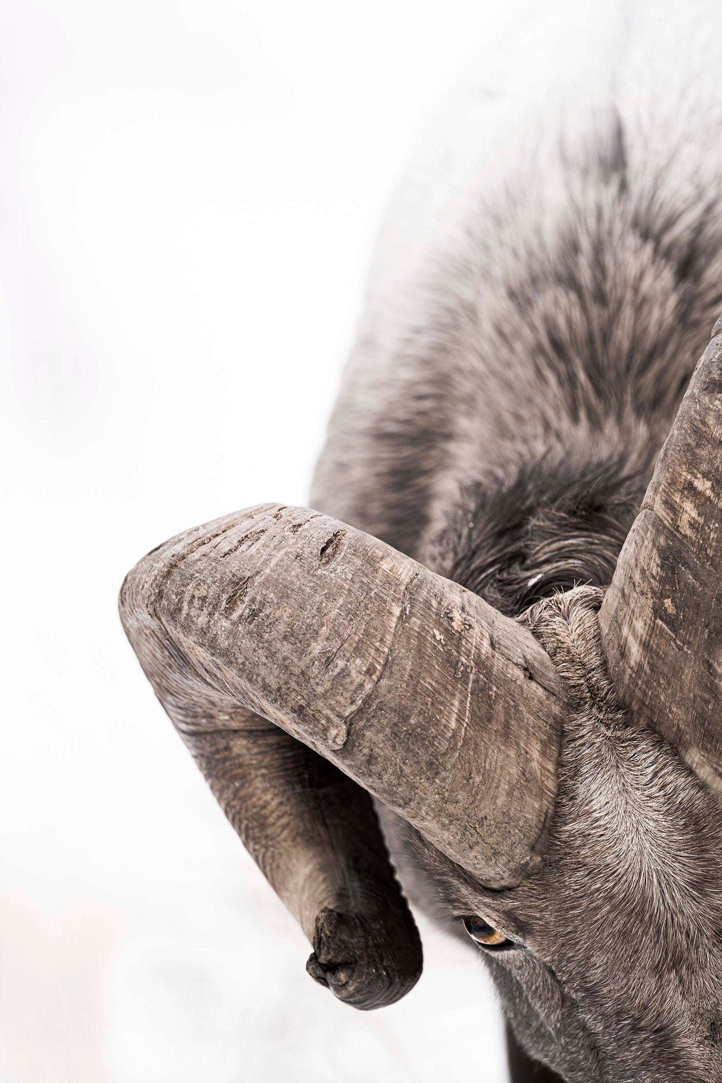 Rambler