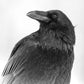 Solemn Wisdom