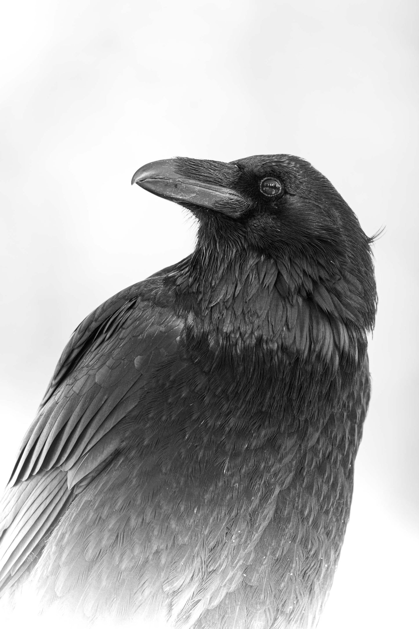 Solemn Wisdom
