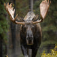 Ritual Of Rain - Bull Moose