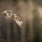 Short Eared Owl