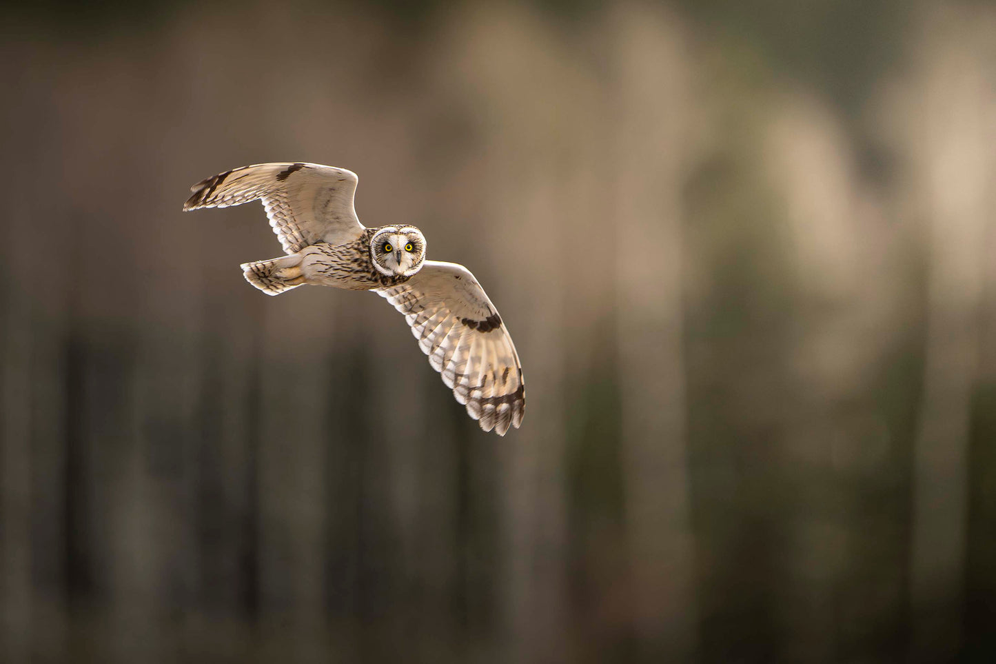 Short Eared Owl