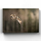 Short Eared Owl