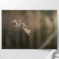 Short Eared Owl