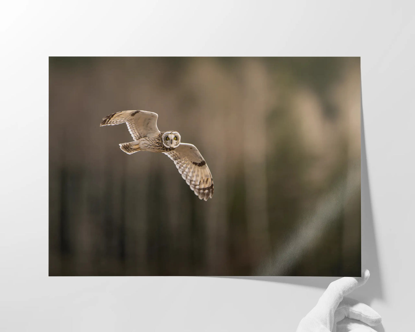 Short Eared Owl