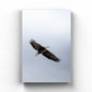Soar