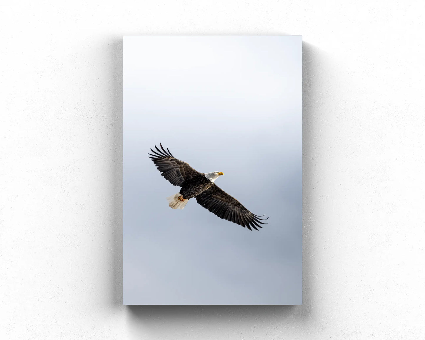 Soar