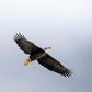 Soar