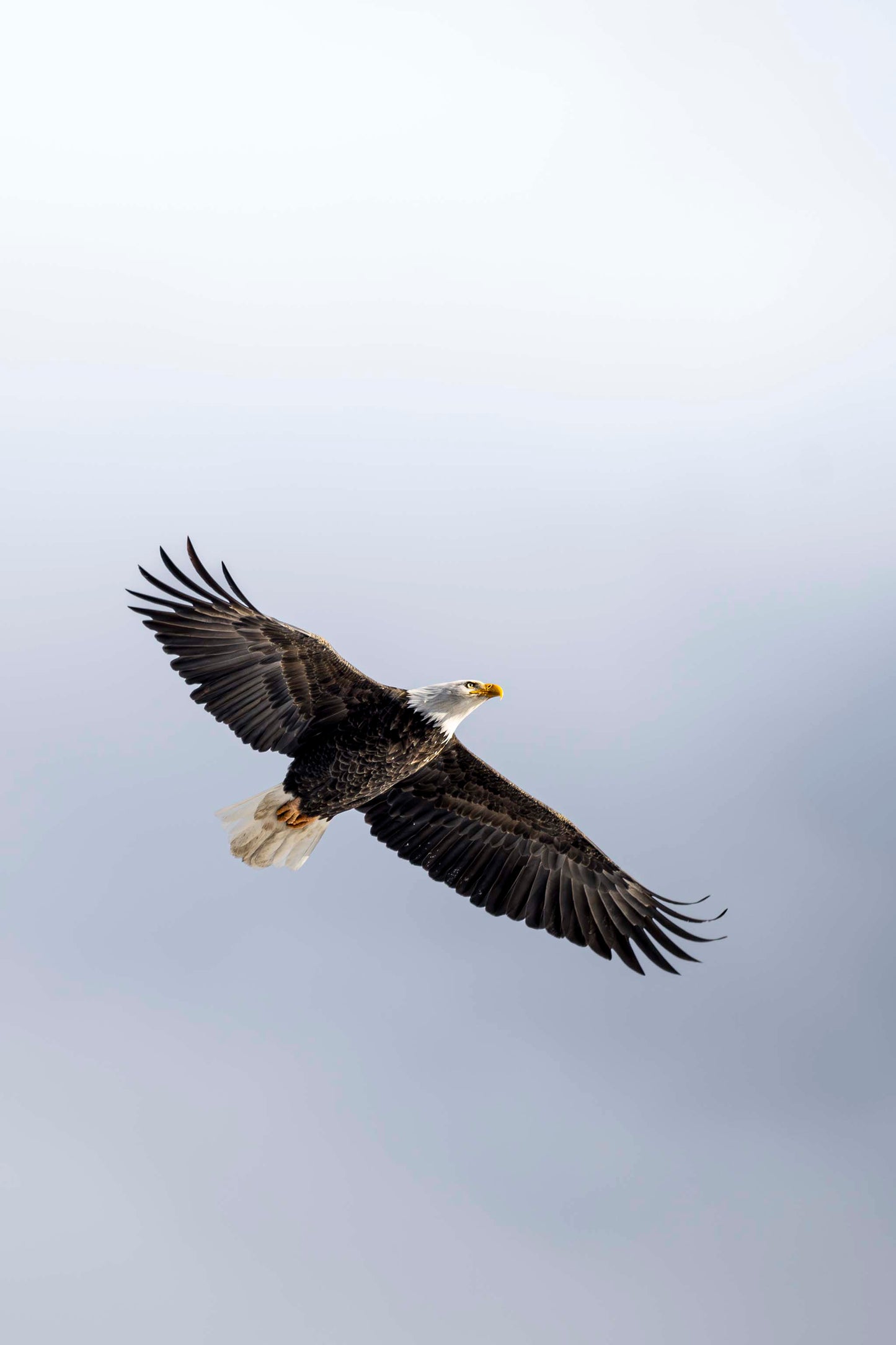 Soar