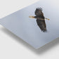 Soar