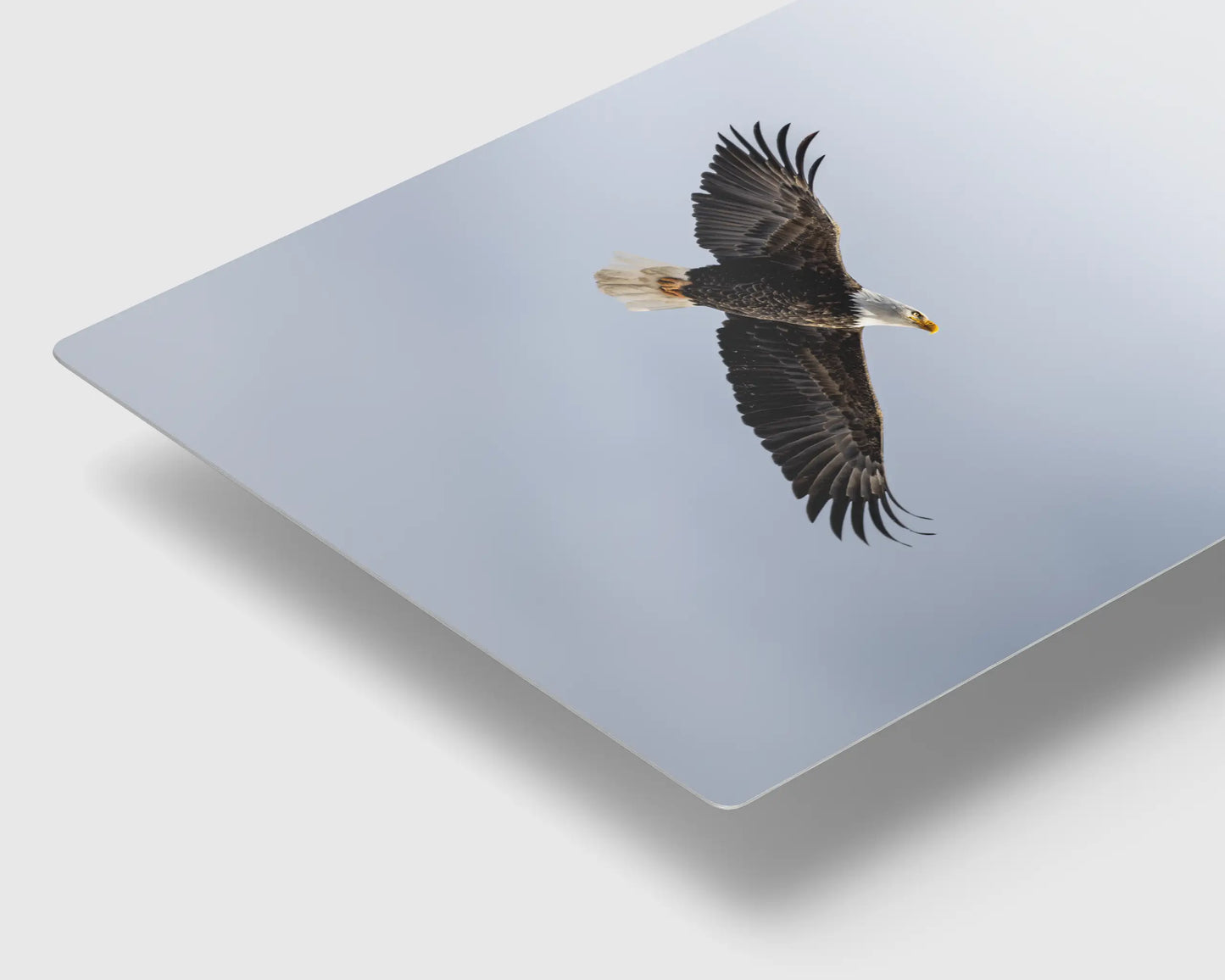 Soar