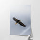 Soar