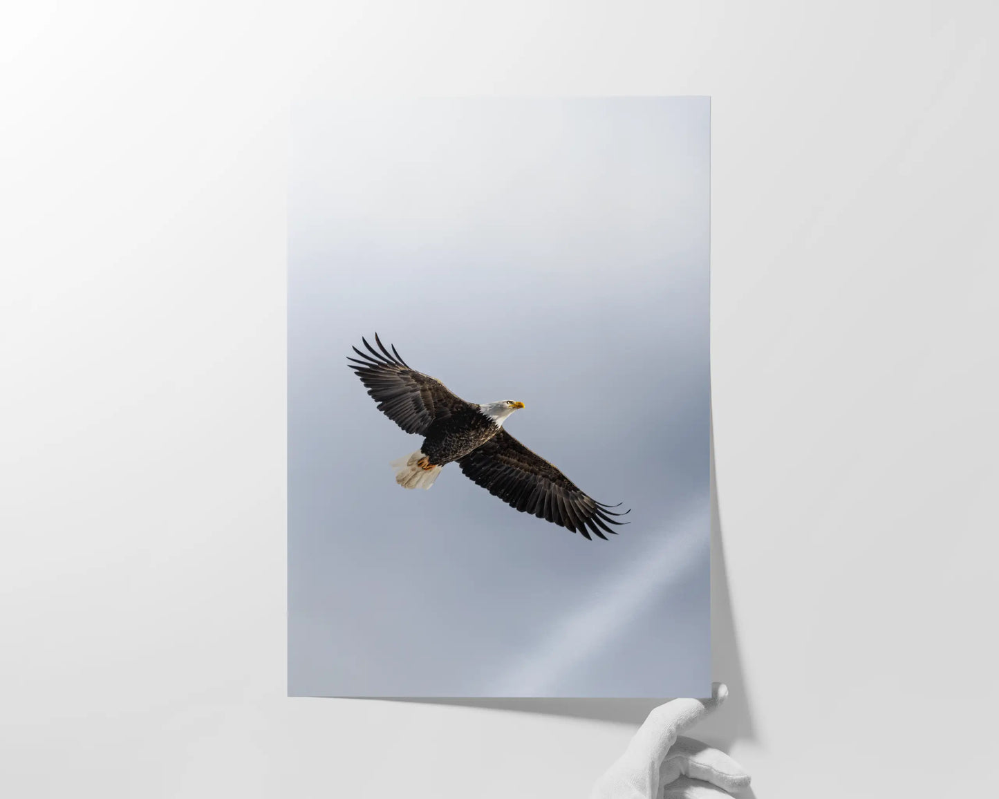 Soar
