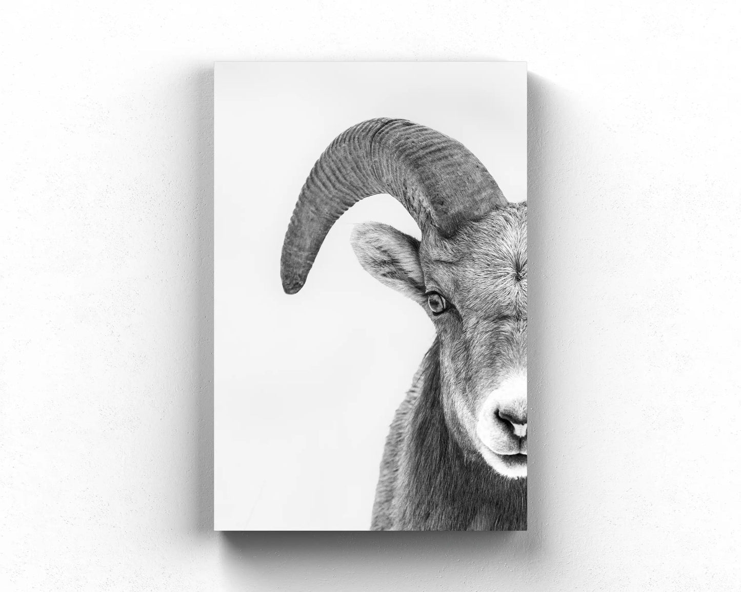 Young Ram