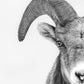 Young Ram