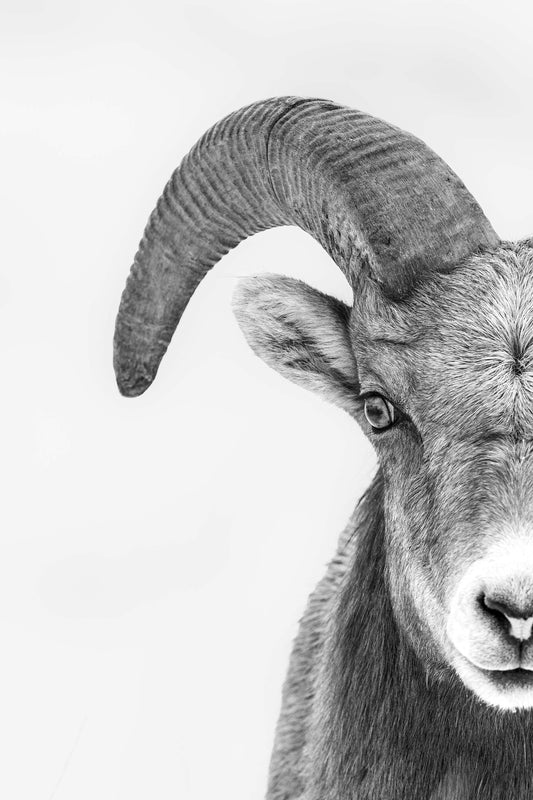 Young Ram