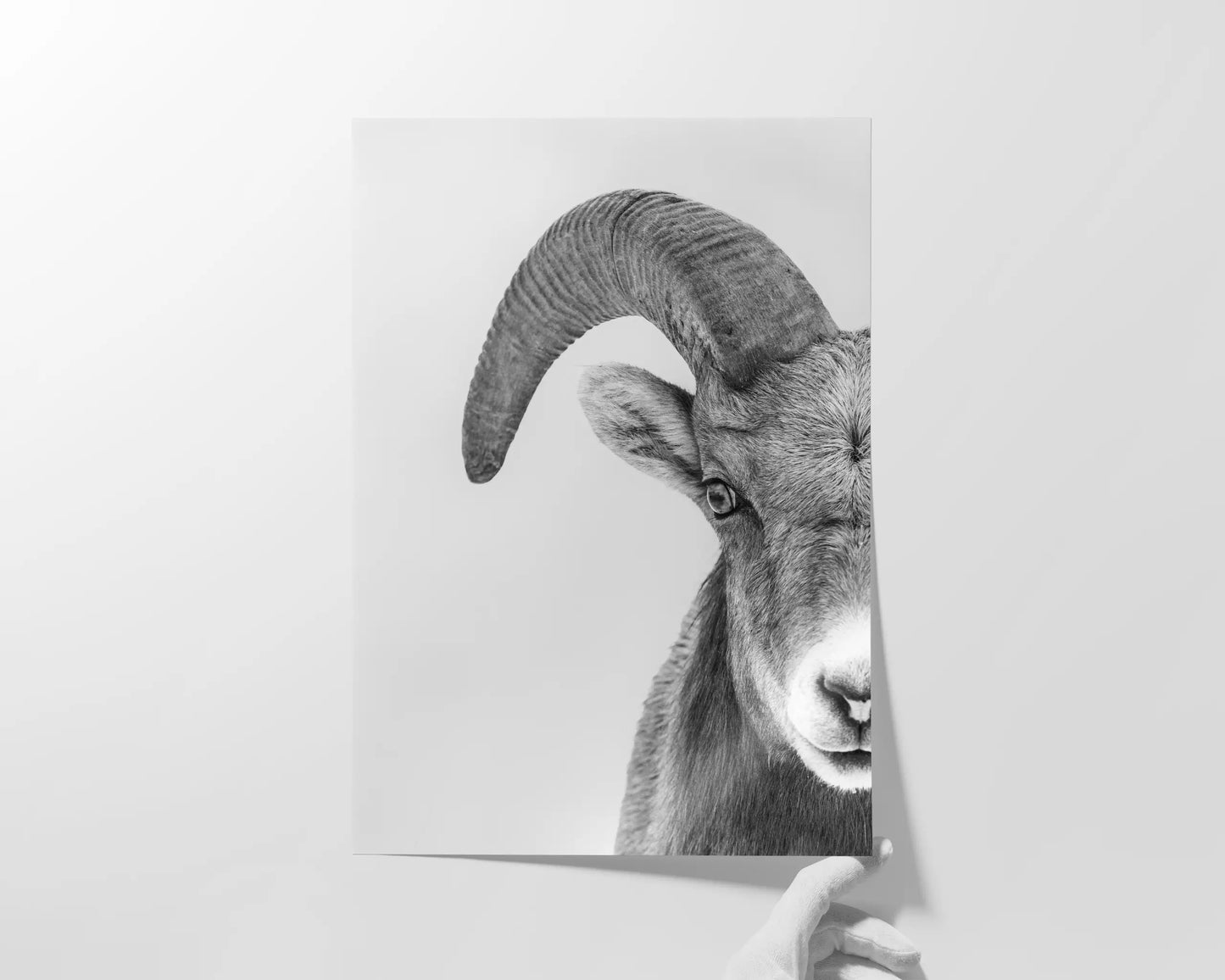 Young Ram