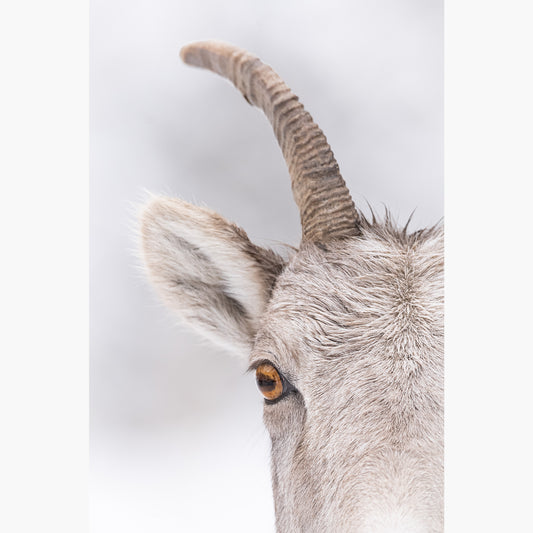 Bighorn Ewe