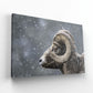 Bighorn Gaze