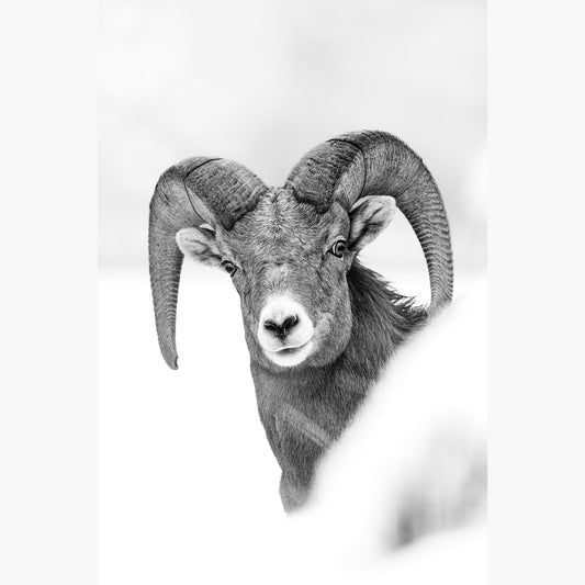 Curious Ram B&W