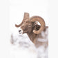 Bighorn Quarter
