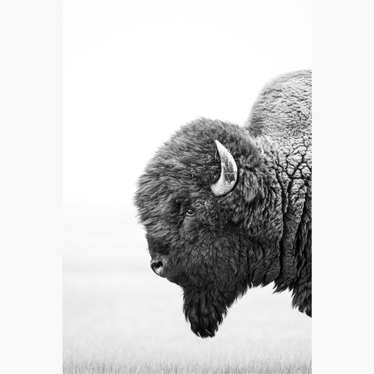 Bison's Gaze