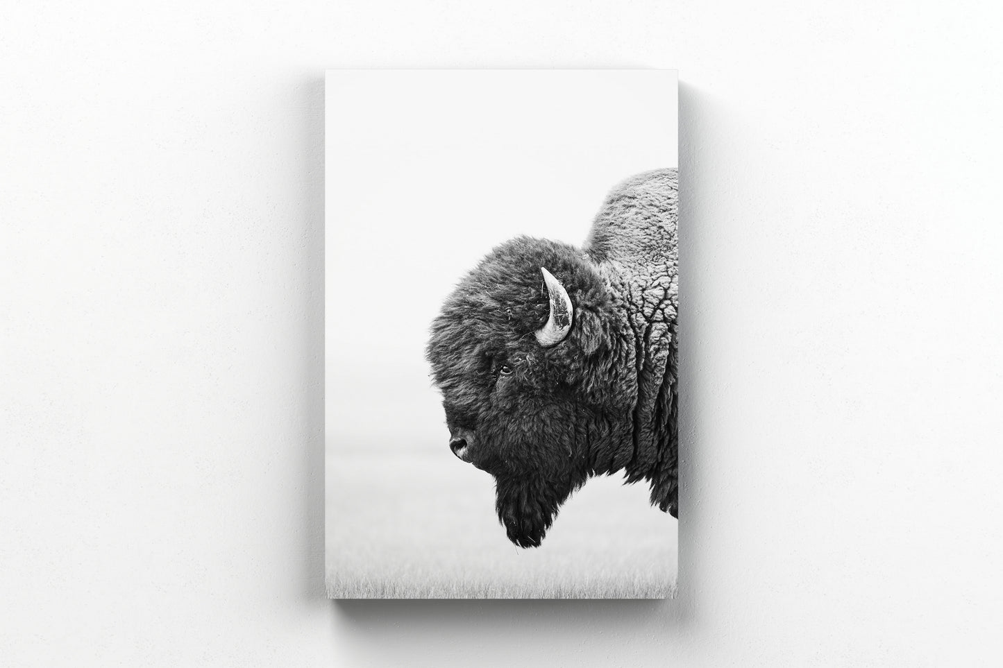 Bison's Gaze