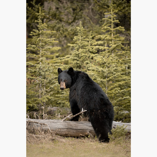 Boudoir Bear