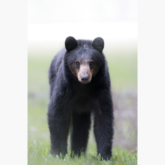 Black Bear