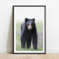 Black Bear