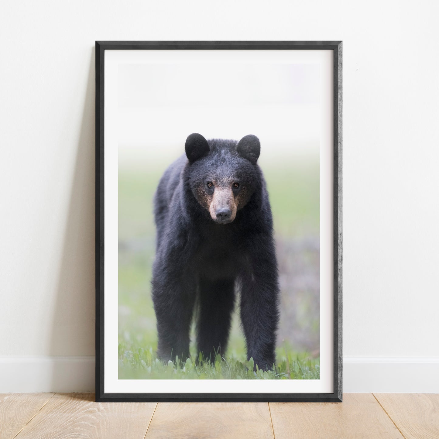 Black Bear