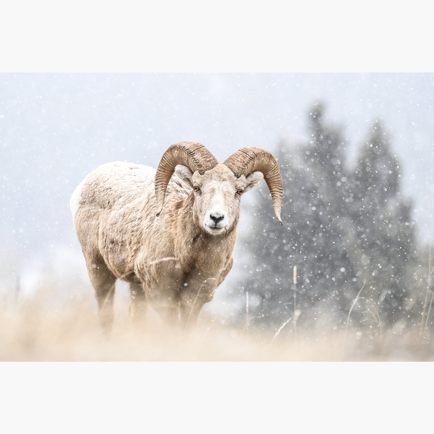 Blizzard Bighorn