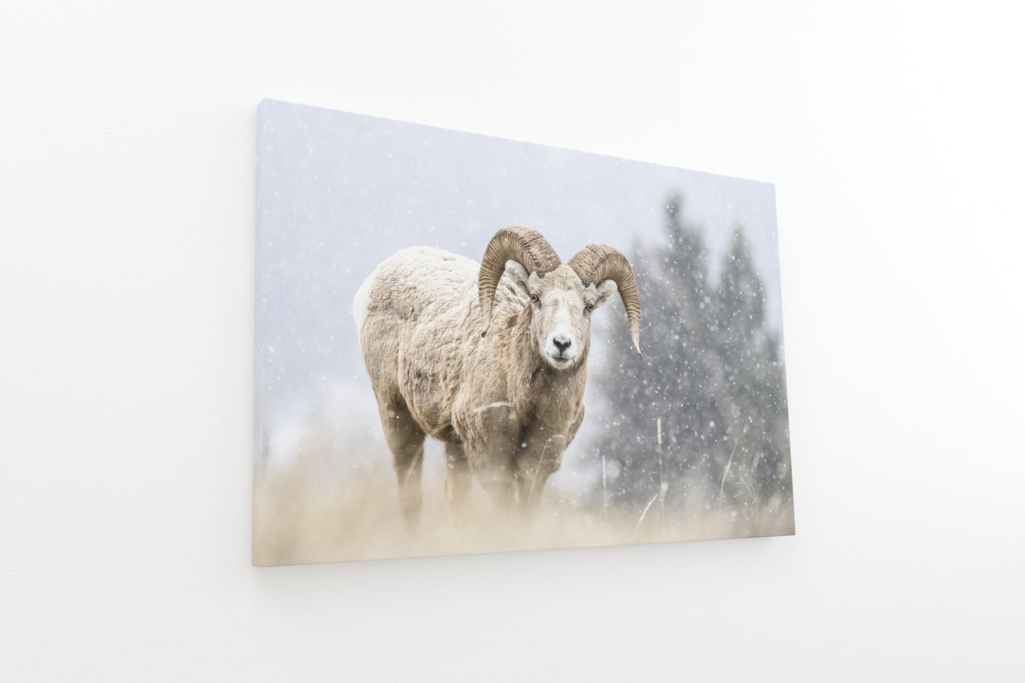 Blizzard Bighorn