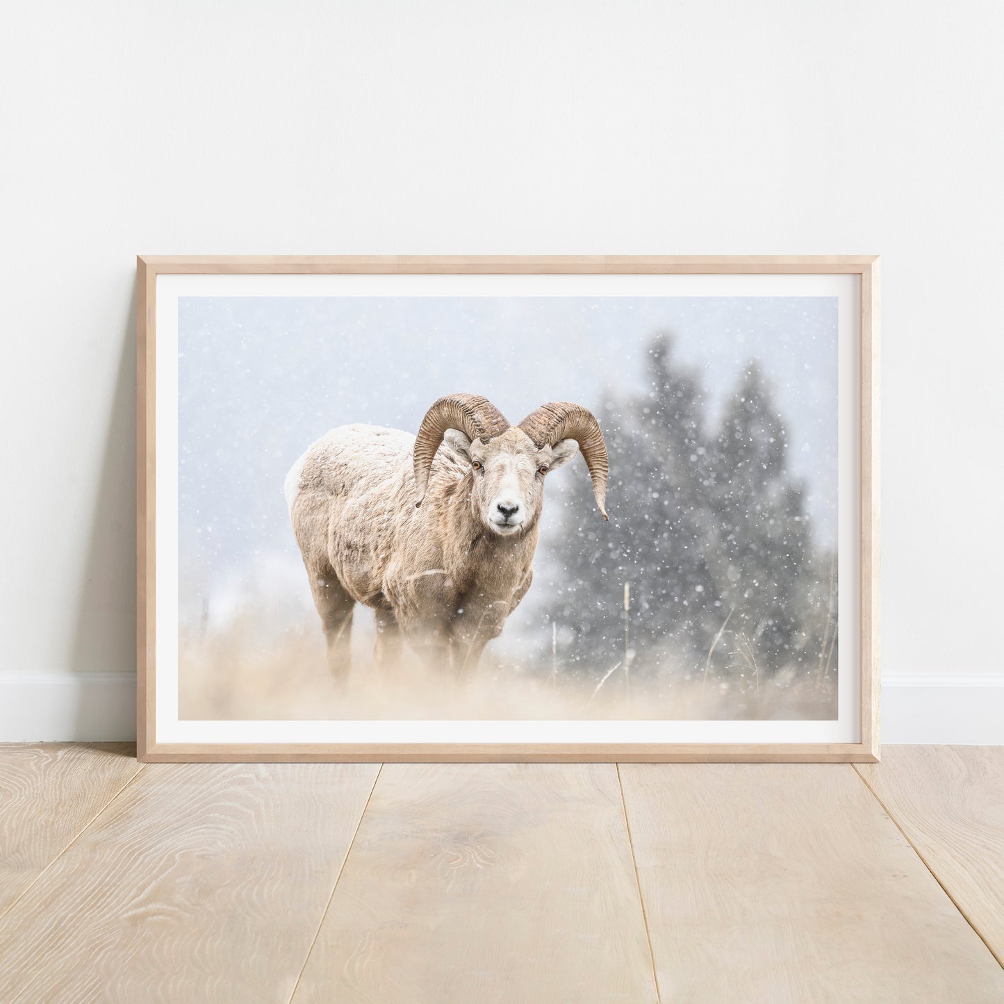 Blizzard Bighorn