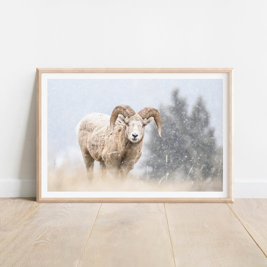 Blizzard Bighorn