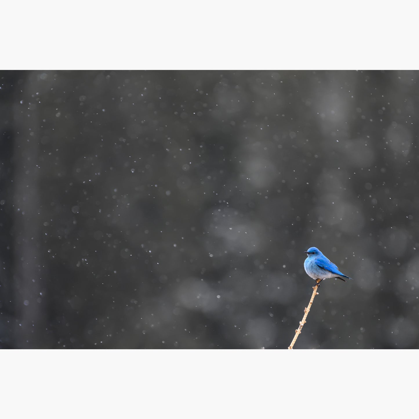 Bluebird