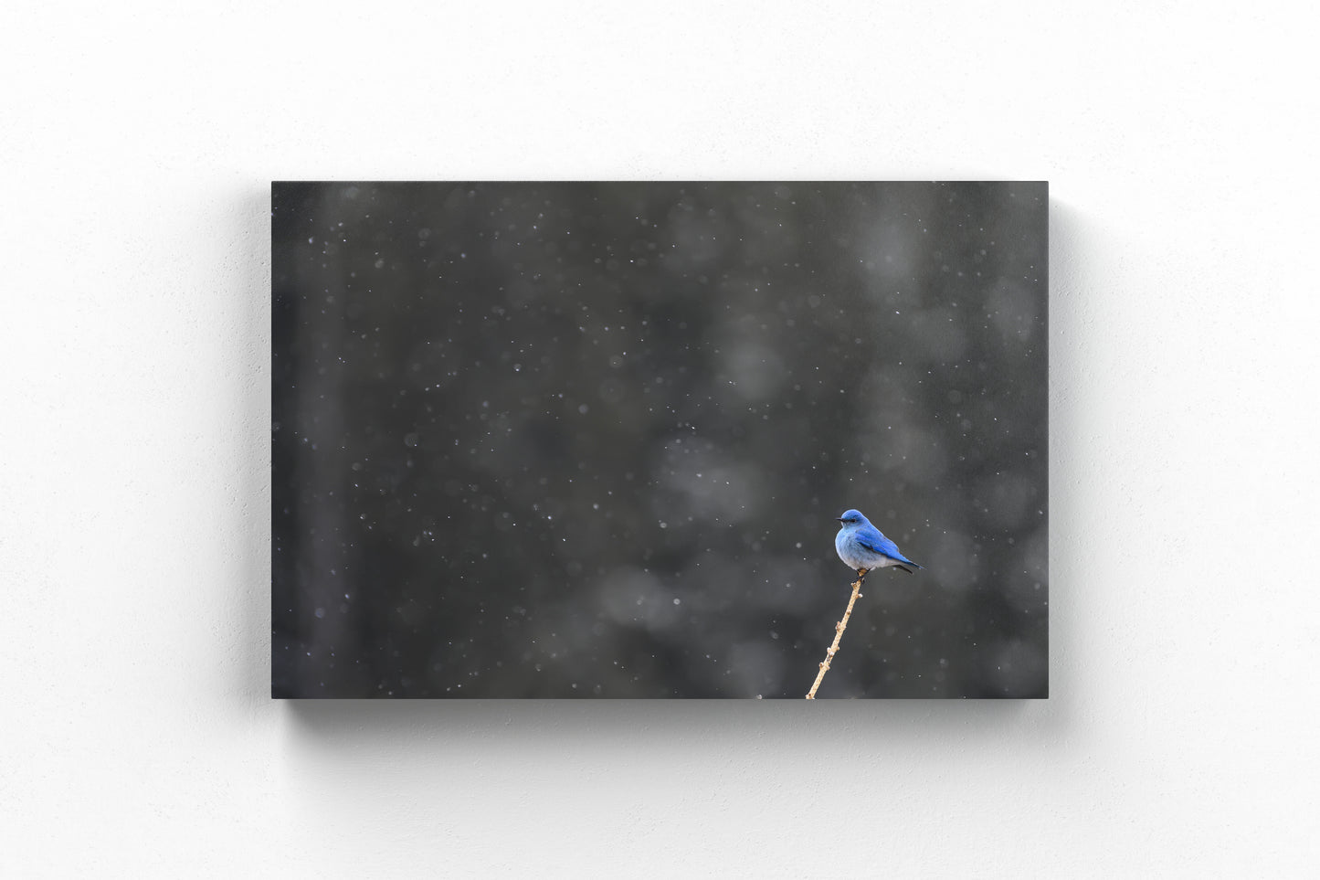 Bluebird