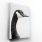 Canada Goose Portrait